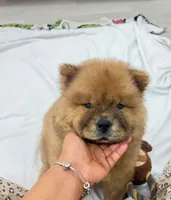 Jake, a male Chow Chow for sale in Boynton Beach, FL – 2 of 8