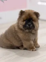 Luck, a male Chow Chow for sale in Boynton Beach, FL – 8 of 10