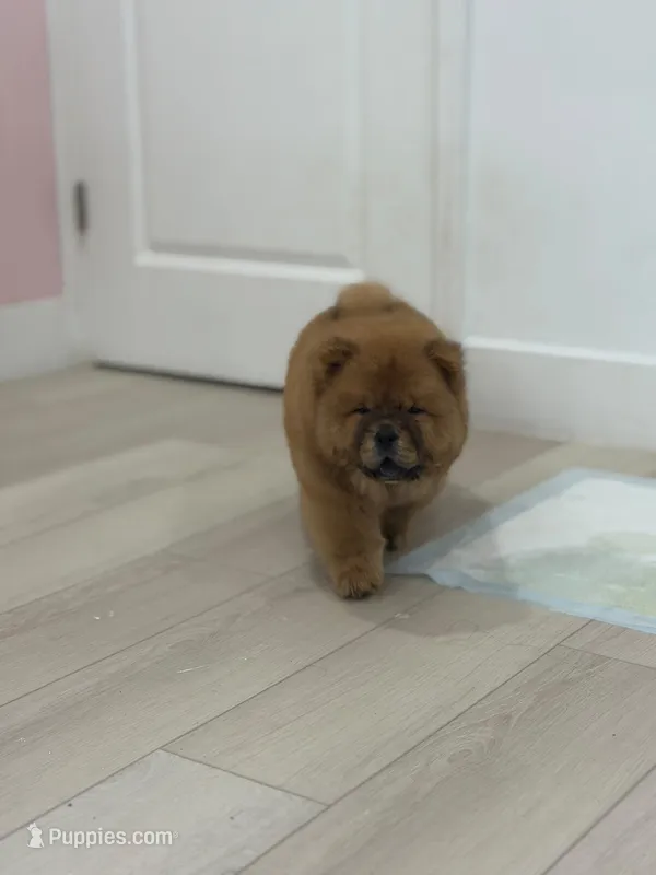 Jake – Chow Chow puppy for sale in Boynton Beach, FL