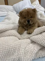 Kira, a female Chow Chow for sale in Boynton Beach, FL – 2 of 4
