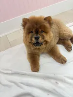 Bella, a female Chow Chow for sale in Boynton Beach, FL – 9 of 9
