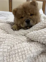 Kira, a female Chow Chow for sale in Boynton Beach, FL – 4 of 4