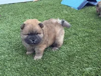 Bob, a male Chow Chow for sale in Boynton Beach, FL – 5 of 6