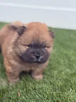 Bob, a male Chow Chow for sale in Boynton Beach, FL – 1 of 6