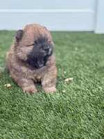 Bob, a male Chow Chow for sale in Boynton Beach, FL – 3 of 6