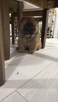 Bob, a male Chow Chow for sale in Boynton Beach, FL – 2 of 6