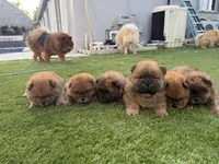 Bob, a male Chow Chow for sale in Boynton Beach, FL – 6 of 6