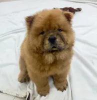 Jake, a male Chow Chow for sale in Boynton Beach, FL – 8 of 8