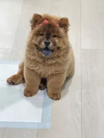 Bella, a female Chow Chow for sale in Boynton Beach, FL – 3 of 9