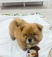Jake, a male Chow Chow for sale in Boynton Beach, FL – 3 of 8