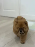 Jake, a male Chow Chow for sale in Boynton Beach, FL – 6 of 8