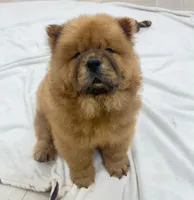 Jake, a male Chow Chow for sale in Boynton Beach, FL – 7 of 8
