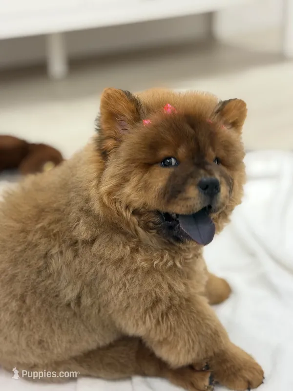 Bella – Chow Chow puppy for sale in Boynton Beach, FL