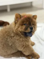 Bella, a female Chow Chow for sale in Boynton Beach, FL – 1 of 9