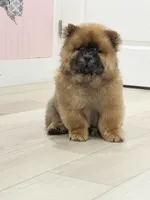 Luck, a male Chow Chow for sale in Boynton Beach, FL – 10 of 10
