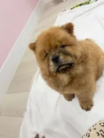 Jake, a male Chow Chow for sale in Boynton Beach, FL – 4 of 8
