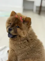 Bella, a female Chow Chow for sale in Boynton Beach, FL – 5 of 9