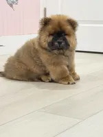 Luck, a male Chow Chow for sale in Boynton Beach, FL – 2 of 10