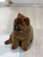 Bella, a female Chow Chow for sale in Boynton Beach, FL – 2 of 9