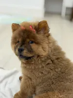 Bella, a female Chow Chow for sale in Boynton Beach, FL – 4 of 9