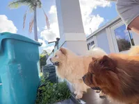 Bob , a female Chow Chow for sale in Boynton Beach, FL – Photo 2 of 10