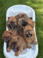 Bob , a female Chow Chow for sale in Boynton Beach, FL – Photo 10 of 10