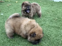 Bob , a female Chow Chow for sale in Boynton Beach, FL – Photo 6 of 10