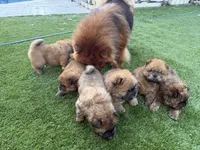 Bob , a female Chow Chow for sale in Boynton Beach, FL – Photo 8 of 10