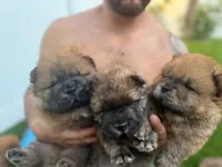 Bob , a female Chow Chow for sale in Boynton Beach, FL – Photo 4 of 10
