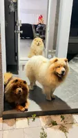 Bob , a female Chow Chow for sale in Boynton Beach, FL – Photo 1 of 10