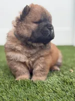 Bob , a female Chow Chow for sale in Boynton Beach, FL – Photo 5 of 10
