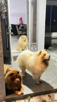 Bob , a female Chow Chow for sale in Boynton Beach, FL – Photo 3 of 10