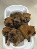 Bob , a female Chow Chow for sale in Boynton Beach, FL – Photo 9 of 10