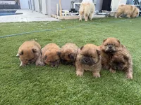 Bob , a female Chow Chow for sale in Boynton Beach, FL – Photo 7 of 10