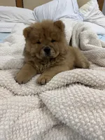 Kira, a female Chow Chow for sale in Boynton Beach, FL – 3 of 4