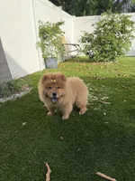 Laila, a female Chow Chow for sale in Boynton Beach, FL – 5 of 6