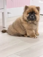 Luck, a male Chow Chow for sale in Boynton Beach, FL – 7 of 10
