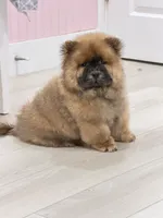 Luck, a male Chow Chow for sale in Boynton Beach, FL – 6 of 10
