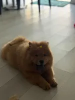 Laila, a female Chow Chow for sale in Boynton Beach, FL – 3 of 6