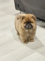 Luck, a male Chow Chow for sale in Boynton Beach, FL – 9 of 10