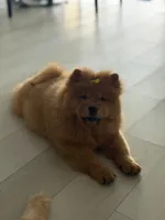 Laila, a female Chow Chow for sale in Boynton Beach, FL – 2 of 6