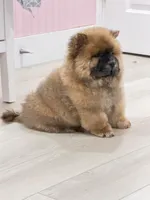 Luck, a male Chow Chow for sale in Boynton Beach, FL – 3 of 10