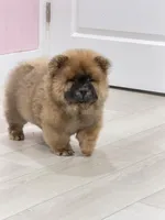 Luck, a male Chow Chow for sale in Boynton Beach, FL – 4 of 10