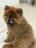 Bella, a female Chow Chow for sale in Boynton Beach, FL – 7 of 9