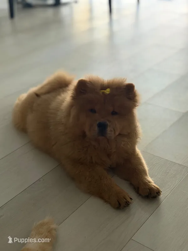 Laila – Chow Chow puppy for sale in Boynton Beach, FL