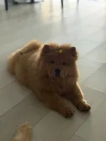 Laila, a female Chow Chow for sale in Boynton Beach, FL – 1 of 6