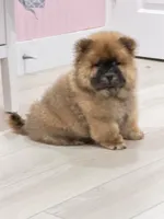 Luck, a male Chow Chow for sale in Boynton Beach, FL – 5 of 10