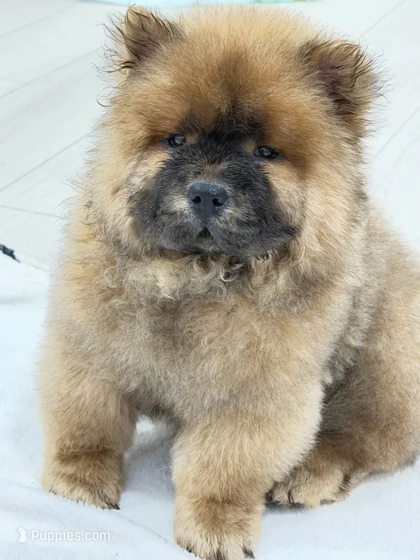 Luck – Chow Chow puppy for sale in Boynton Beach, FL