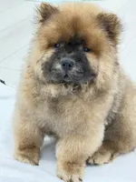 Luck, a male Chow Chow for sale in Boynton Beach, FL – 1 of 10