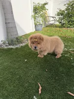 Laila, a female Chow Chow for sale in Boynton Beach, FL – 6 of 6